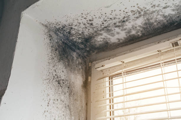 Affordable Hvac And Air Duct Mold Remediation solutions in Stanwood, MI